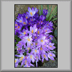 Crocuses/Croci